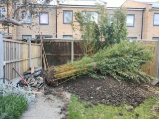 Planting bamboo with bamboo root barrier 